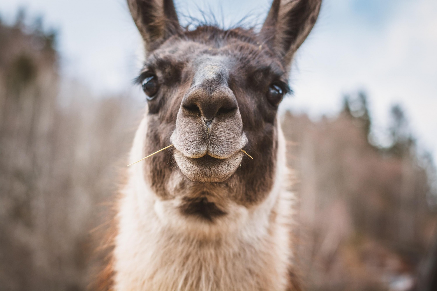 Lama
