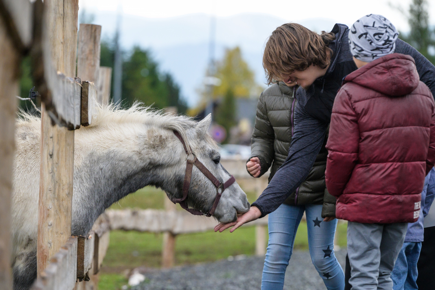 Pony Shetlandský 