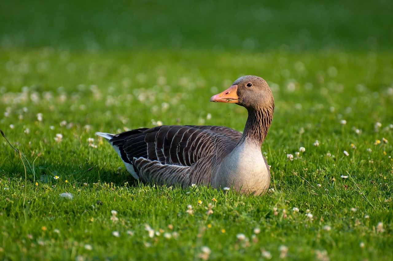 Snow Goose and Swan Goose