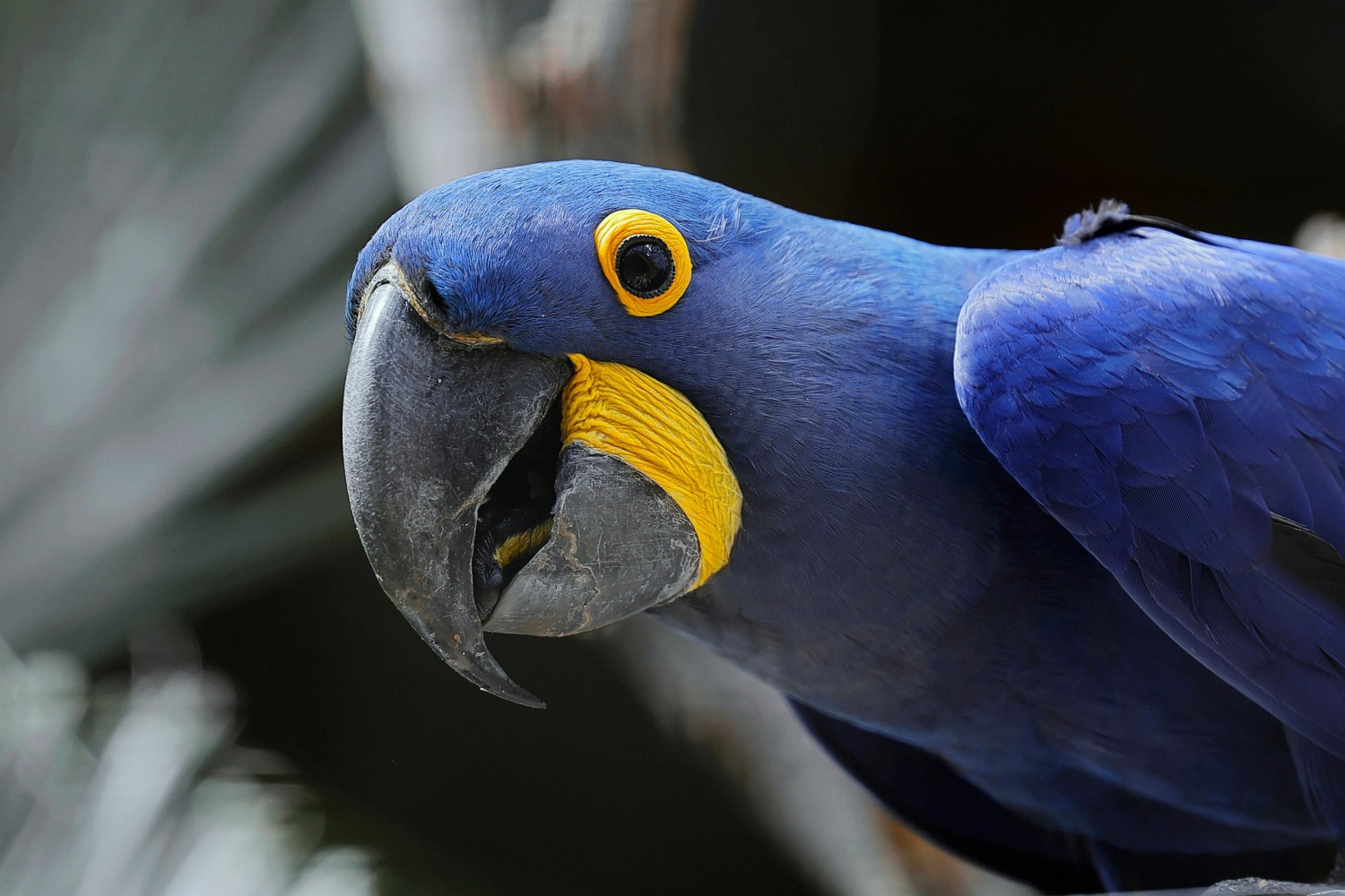 birding