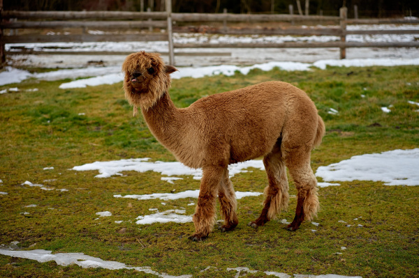 Lama galériový obrázok 3