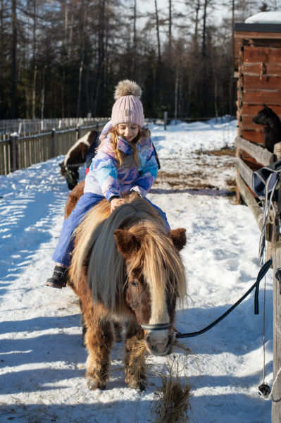 Pony Shetlandský  galériový obrázok 6