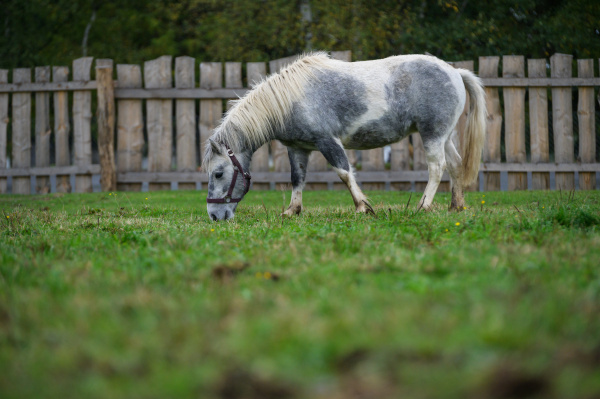 Pony Shetlandský  galériový obrázok 2
