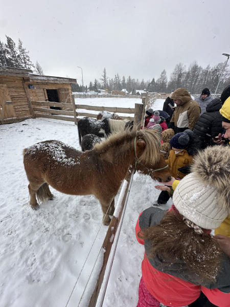 Pony Shetlandský  galériový obrázok 7