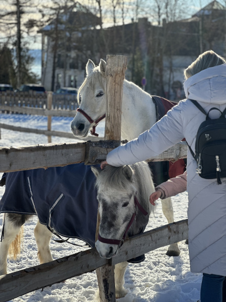 Pony Shetlandský  galériový obrázok 8
