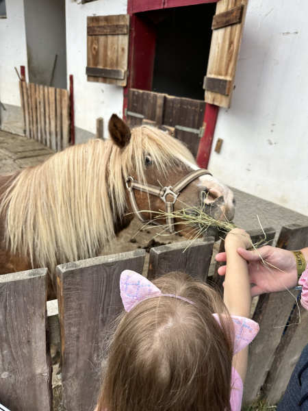Pony Shetlandský  galériový obrázok 5
