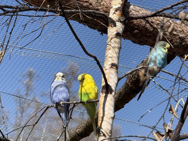 birding galériový obrázok 1