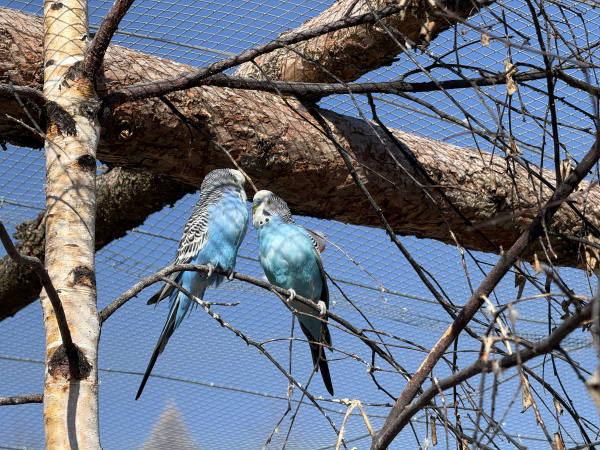 birding galériový obrázok 3