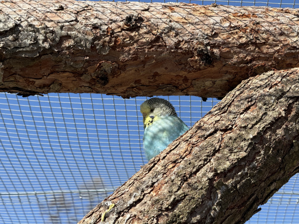 birding galériový obrázok 4