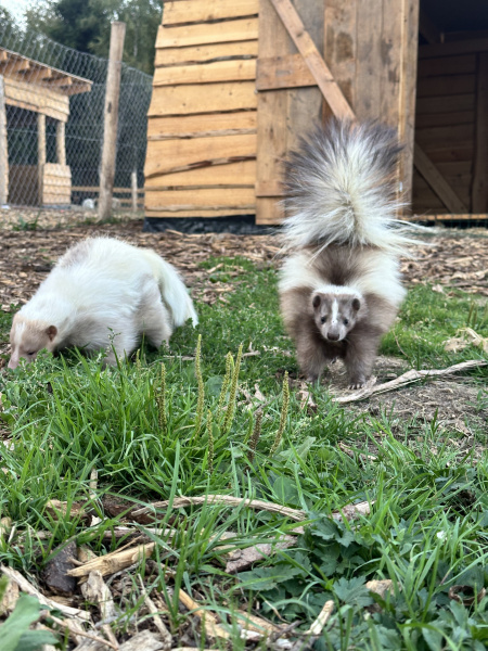Skunk pruhovaný galériový obrázok 1