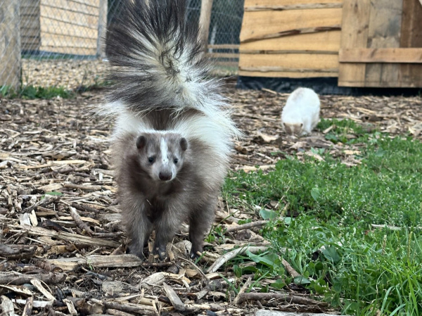 Skunk pruhovaný galériový obrázok 2